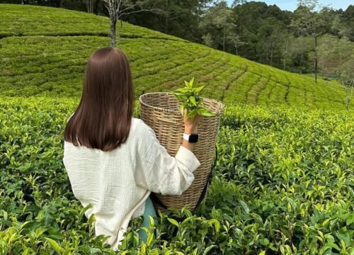 Damro Tea Factory – A Captivating Tea Factory in Nuwara Eliya, Sri Lanka