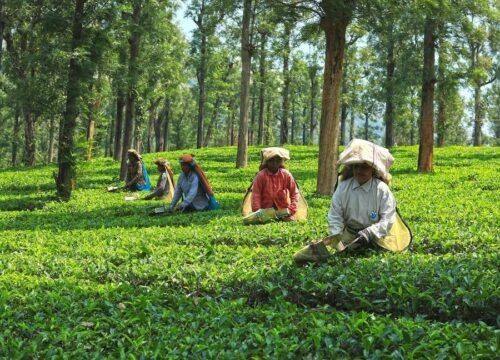 Uva Halpewatte Tea Factory & State- Discover the Enchanting Tea Factory in Ella Sri Lanka