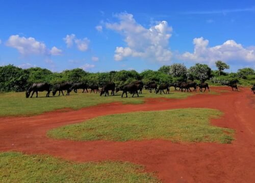 Ussangoda National Park: A Hidden Gem in Sri Lanka