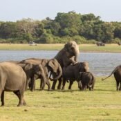 Minneriya National Park (North Central Province)