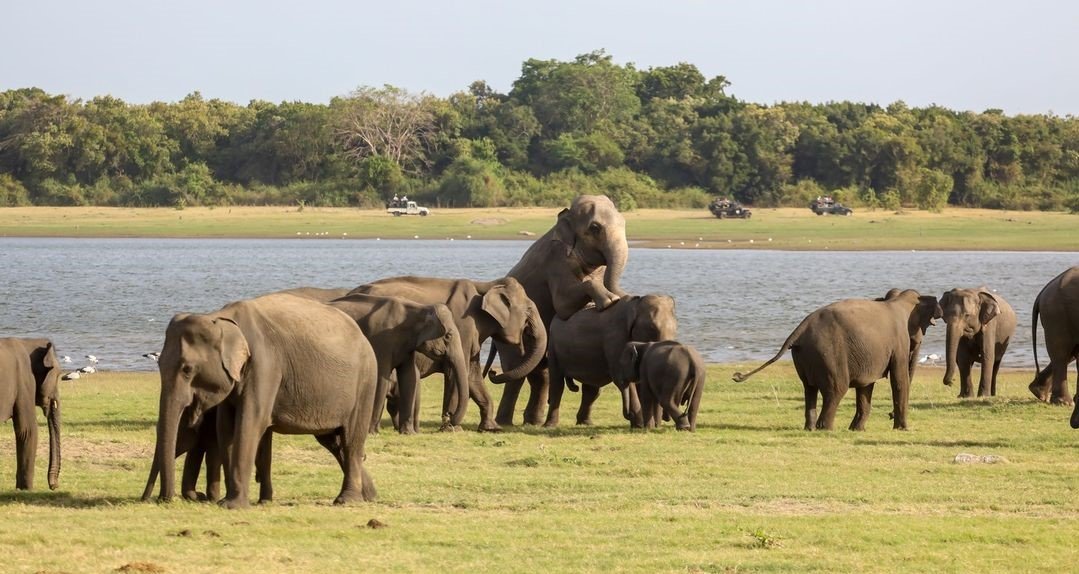 Minneriya National Park (North Central Province)