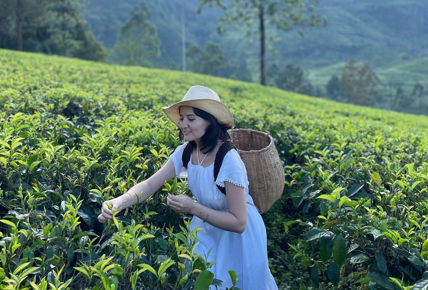 Bluefield Tea Gardens (Nuwara Eliya)