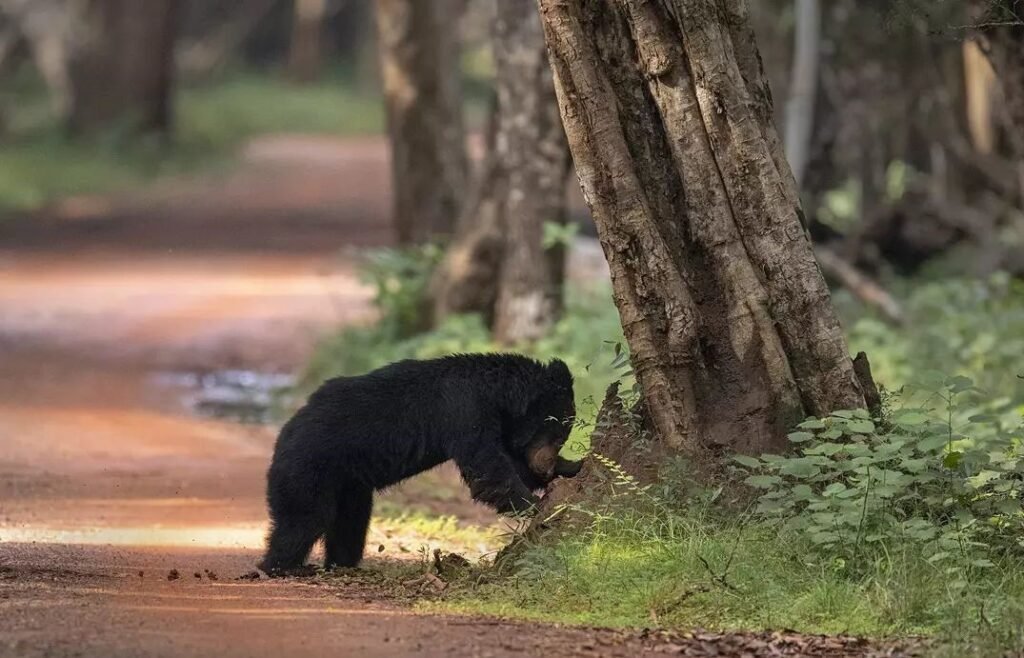 Elephants of Minneriya and Kaudulla National Park | Wildlife