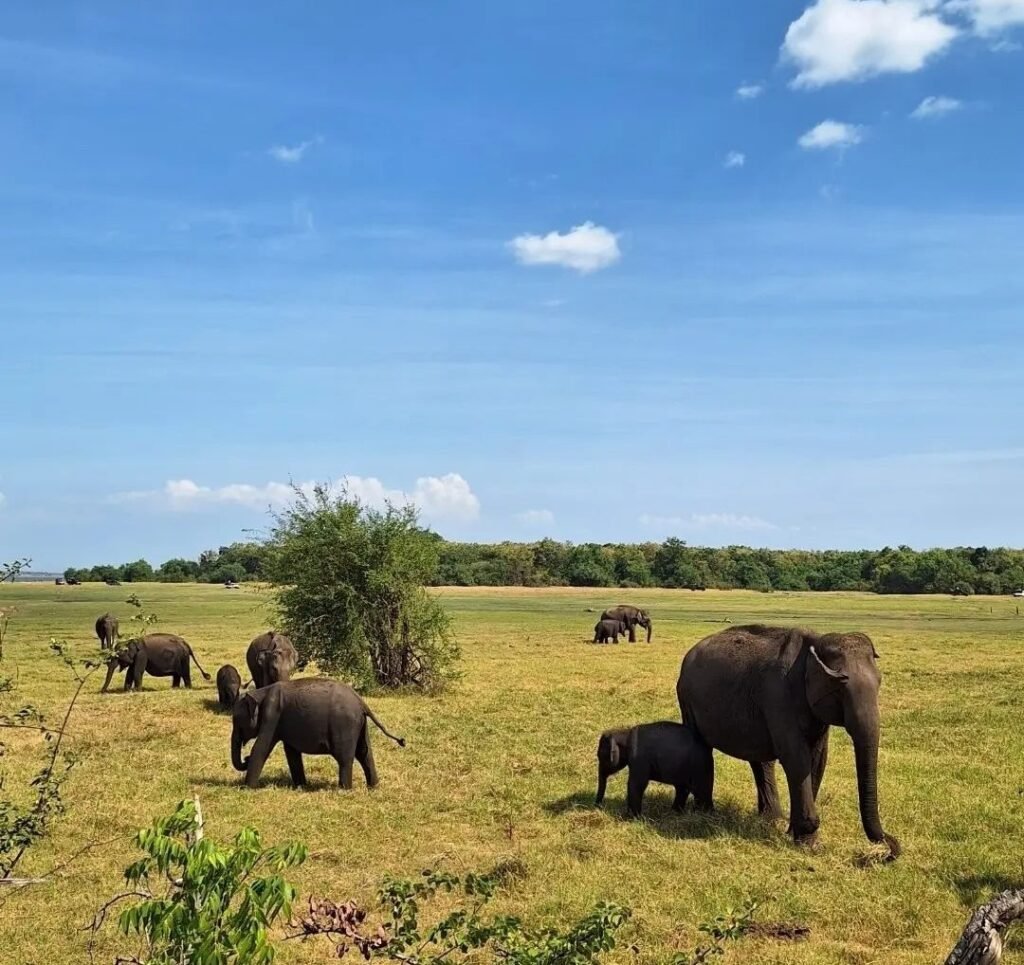 Minneriya National Park | The Ancient Cities, Sri Lanka