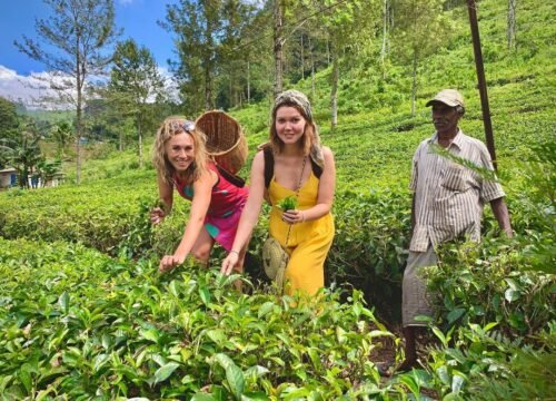 Ceylon Tea – Embracing the Popular Essence of Sri Lankan Tourism